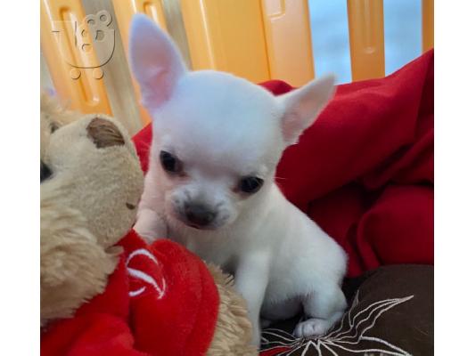 Ο Mille είχε τα πιο εκπληκτικά chihuahuas της φυλής κουτάβια...